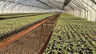 Vivero